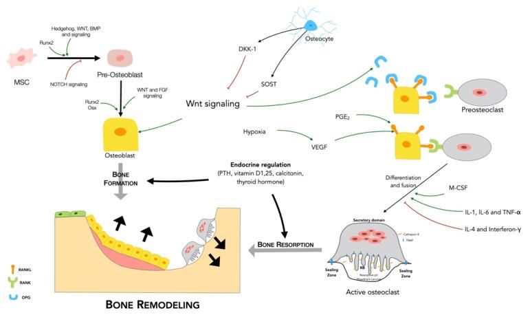 https://cdn.ncbi.nlm.nih.gov/pmc/blobs/31ef/8073160/adbdd93752e2/cells-10-00932-g001.jpg