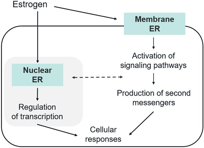 https://cdn.ncbi.nlm.nih.gov/pmc/blobs/31f1/10293541/0485cad8728b/40268_2023_419_Fig3_HTML.jpg