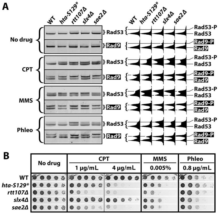 https://cdn.ncbi.nlm.nih.gov/pmc/blobs/31f2/10930940/2315ae13f5b1/ijms-25-02462-g005.jpg