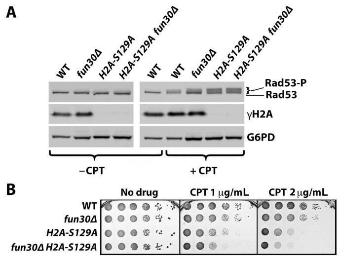 https://cdn.ncbi.nlm.nih.gov/pmc/blobs/31f2/10930940/c4d03f75c1de/ijms-25-02462-g002.jpg