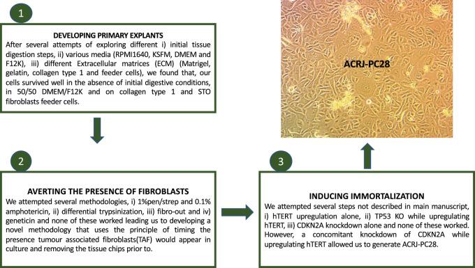 https://cdn.ncbi.nlm.nih.gov/pmc/blobs/31f5/10035378/d8ea755317f2/crc-22-0245_fig1.jpg
