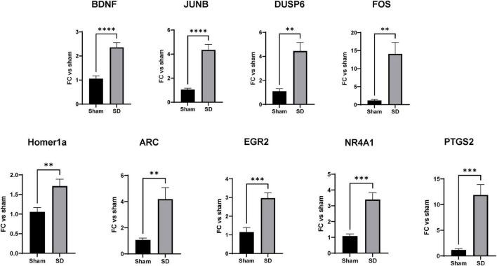 https://cdn.ncbi.nlm.nih.gov/pmc/blobs/31fc/10757627/a6398ca697f8/fncel-17-1292661-g005.jpg