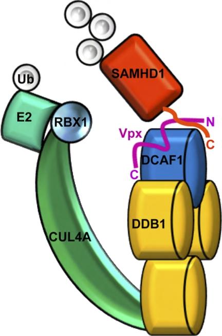 https://cdn.ncbi.nlm.nih.gov/pmc/blobs/31fc/3321004/790ccb4cc911/zbc0171204630006.jpg