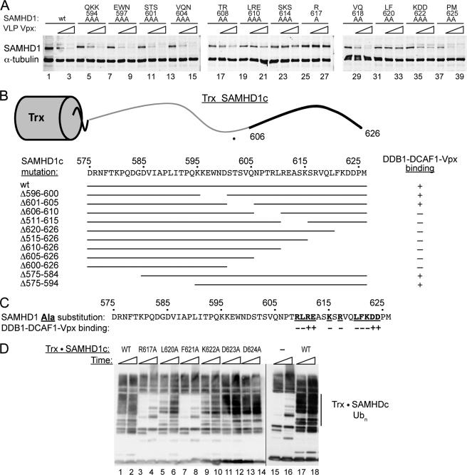 https://cdn.ncbi.nlm.nih.gov/pmc/blobs/31fc/3321004/d1d7447cfe6a/zbc0171204630004.jpg