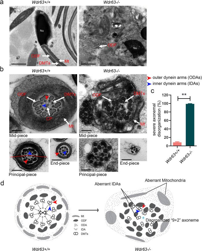 https://cdn.ncbi.nlm.nih.gov/pmc/blobs/31fd/8593051/9fa4d095e0c4/41421_2021_327_Fig4_HTML.jpg