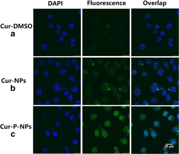 https://cdn.ncbi.nlm.nih.gov/pmc/blobs/3200/7076984/bffbbda0a910/12951_2020_595_Fig11_HTML.jpg