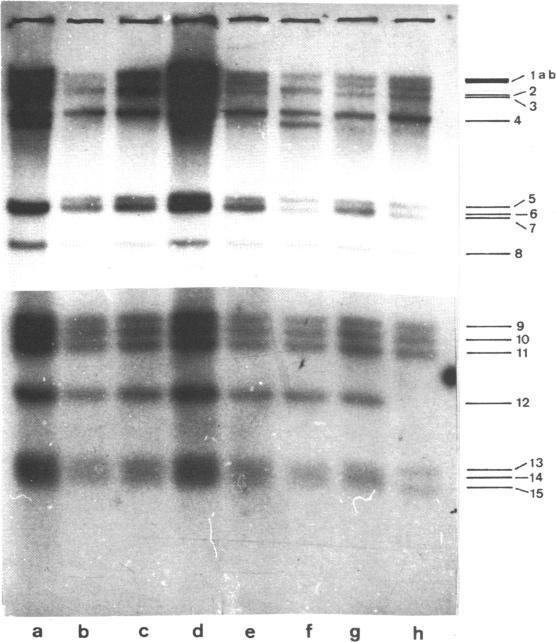 https://cdn.ncbi.nlm.nih.gov/pmc/blobs/3208/342351/2484317b9232/nar00460-0110-a.jpg