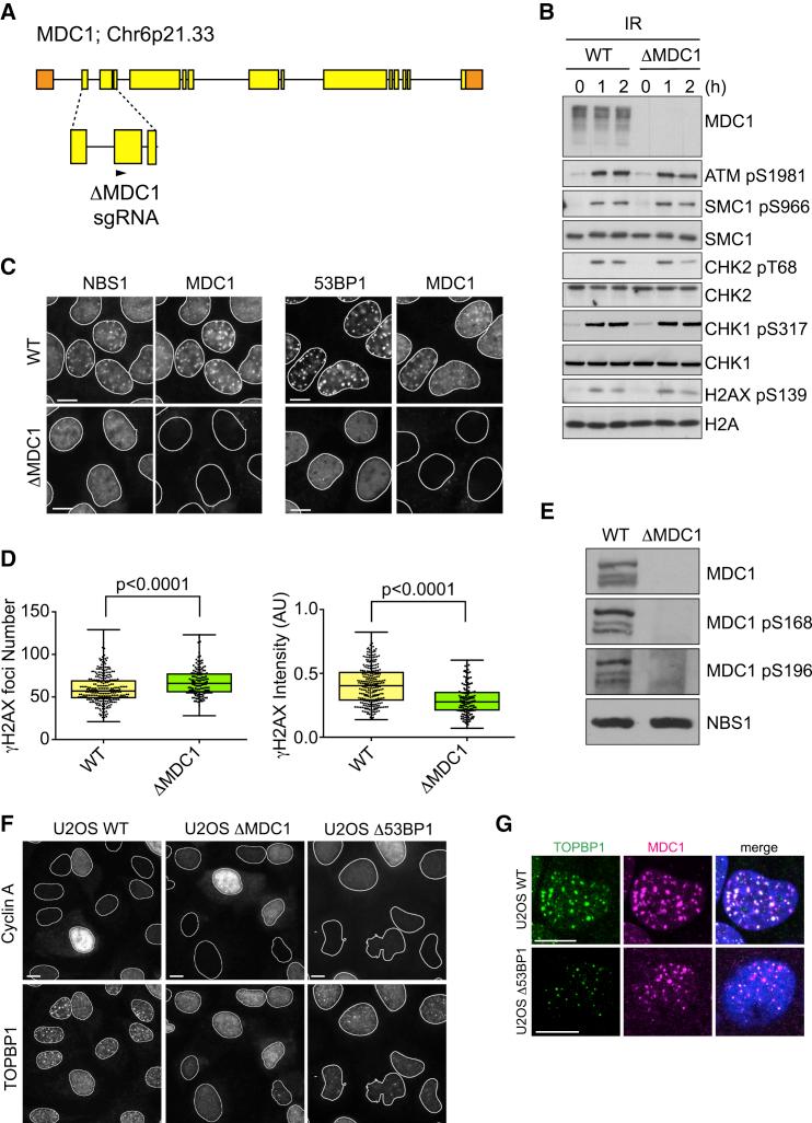 https://cdn.ncbi.nlm.nih.gov/pmc/blobs/3208/6509287/50a14f0b3948/gr4.jpg