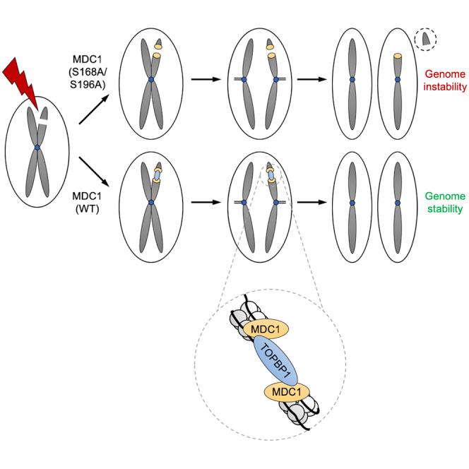https://cdn.ncbi.nlm.nih.gov/pmc/blobs/3208/6509287/964783429c49/fx1.jpg