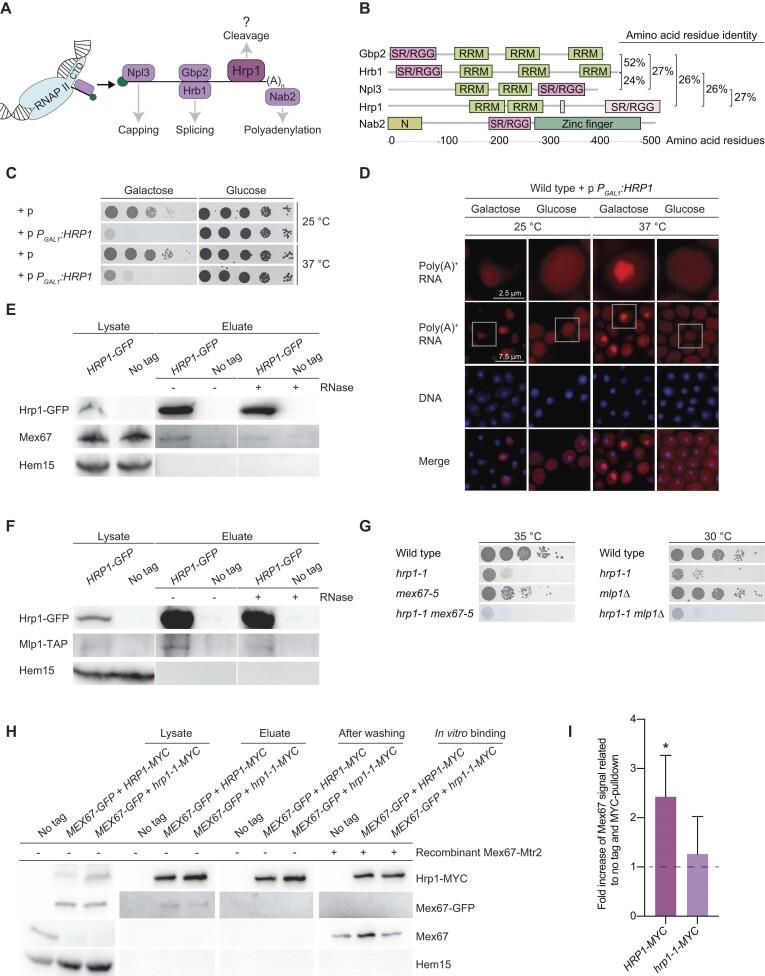 https://cdn.ncbi.nlm.nih.gov/pmc/blobs/3209/10484732/0163cedbbbe8/gkad530fig1.jpg