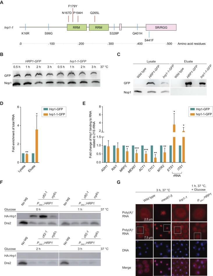 https://cdn.ncbi.nlm.nih.gov/pmc/blobs/3209/10484732/fa0b1325aba1/gkad530fig2.jpg