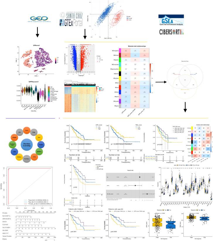 https://cdn.ncbi.nlm.nih.gov/pmc/blobs/3209/12318986/1da636b6221f/fimmu-16-1561227-g001.jpg