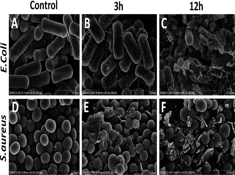 https://cdn.ncbi.nlm.nih.gov/pmc/blobs/320a/9430161/084def83373a/spectrum.00250-22-f004.jpg