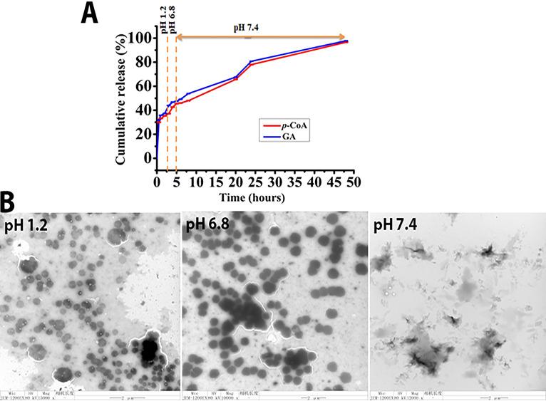 https://cdn.ncbi.nlm.nih.gov/pmc/blobs/320a/9430161/b1039879c051/spectrum.00250-22-f005.jpg