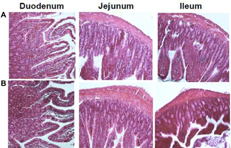 https://cdn.ncbi.nlm.nih.gov/pmc/blobs/3211/7667196/22027fa1ca2a/IJN-15-8767-g0008.jpg