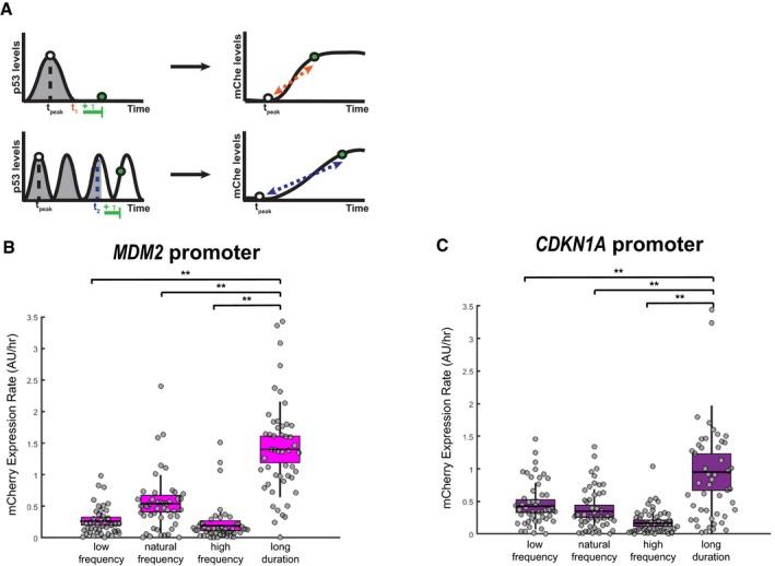 https://cdn.ncbi.nlm.nih.gov/pmc/blobs/3213/6761572/34c87b787f39/MSB-15-e8685-g011.jpg