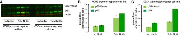 https://cdn.ncbi.nlm.nih.gov/pmc/blobs/3213/6761572/52e55959f97b/MSB-15-e8685-g014.jpg