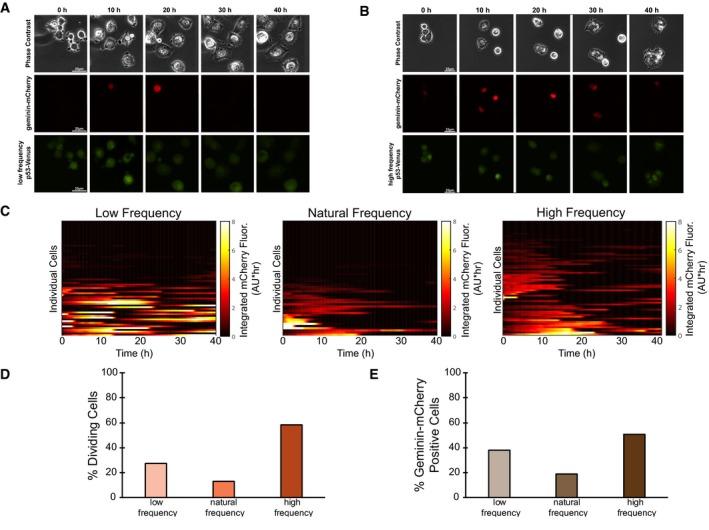 https://cdn.ncbi.nlm.nih.gov/pmc/blobs/3213/6761572/af673c8cba68/MSB-15-e8685-g012.jpg