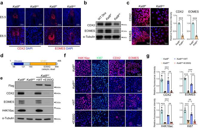 https://cdn.ncbi.nlm.nih.gov/pmc/blobs/321a/11222414/2102cac0f61c/41467_2024_49930_Fig3_HTML.jpg