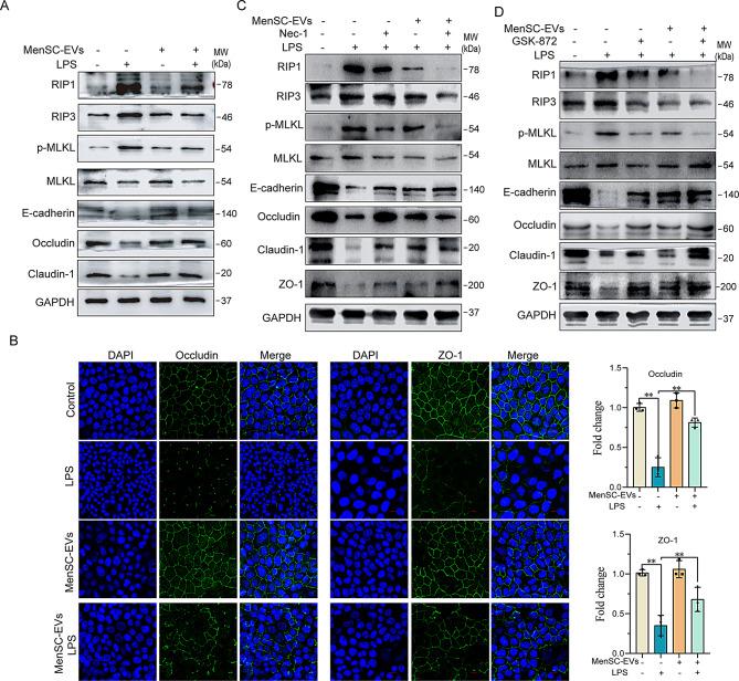 https://cdn.ncbi.nlm.nih.gov/pmc/blobs/321f/12090679/0cf5581cfd3a/13287_2025_4388_Fig7_HTML.jpg