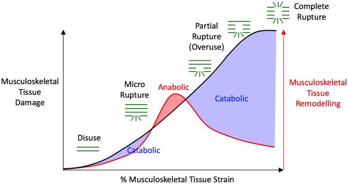 https://cdn.ncbi.nlm.nih.gov/pmc/blobs/3223/5651250/aac1957c4172/fncom-11-00096-g0002.jpg