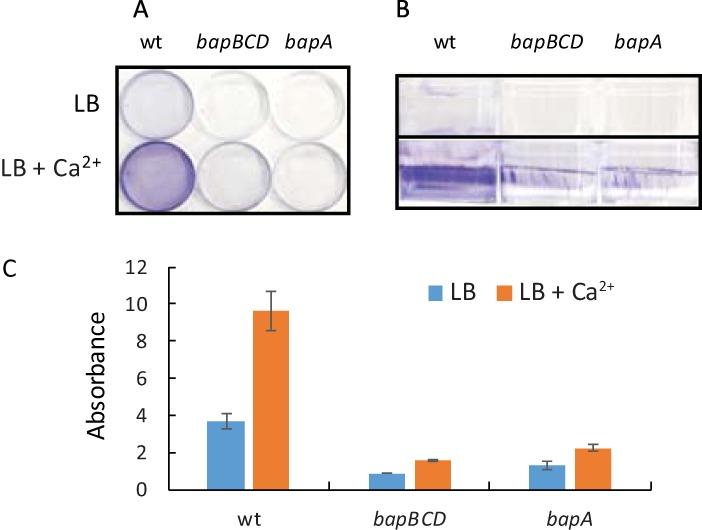 https://cdn.ncbi.nlm.nih.gov/pmc/blobs/3225/5588039/ad07c8fc98c7/sph0051723570001.jpg
