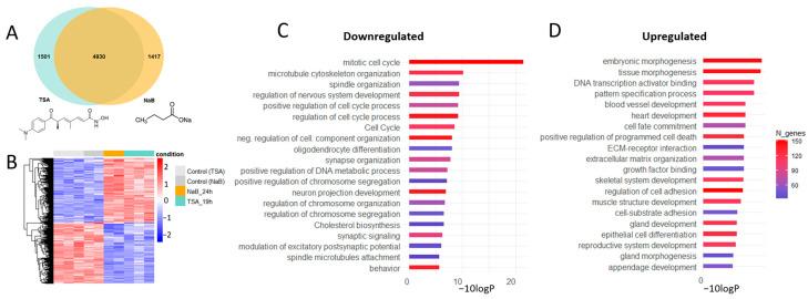 https://cdn.ncbi.nlm.nih.gov/pmc/blobs/322a/12191383/7b0244e05b33/cells-14-00905-g001.jpg