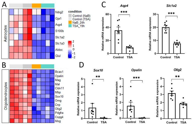 https://cdn.ncbi.nlm.nih.gov/pmc/blobs/322a/12191383/90c61d5c936c/cells-14-00905-g004.jpg