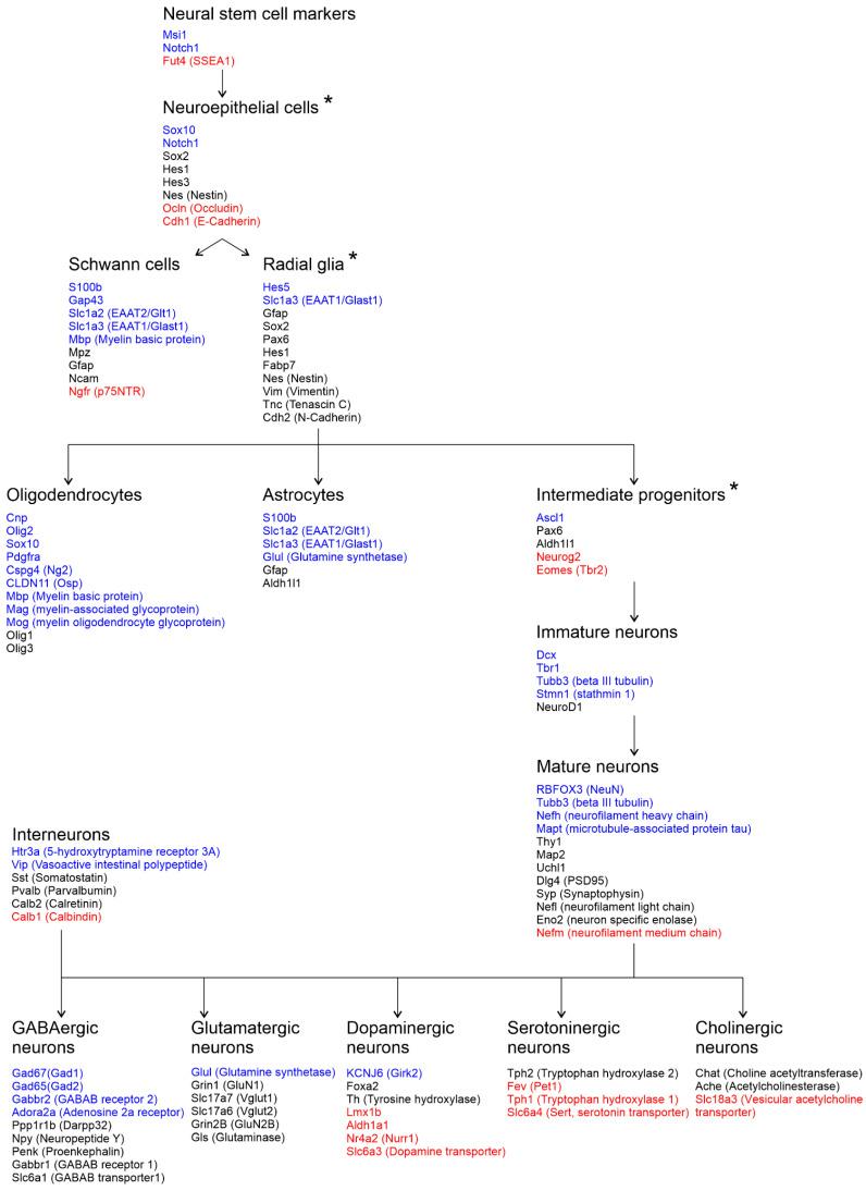 https://cdn.ncbi.nlm.nih.gov/pmc/blobs/322a/12191383/ac8101407bc9/cells-14-00905-g003.jpg