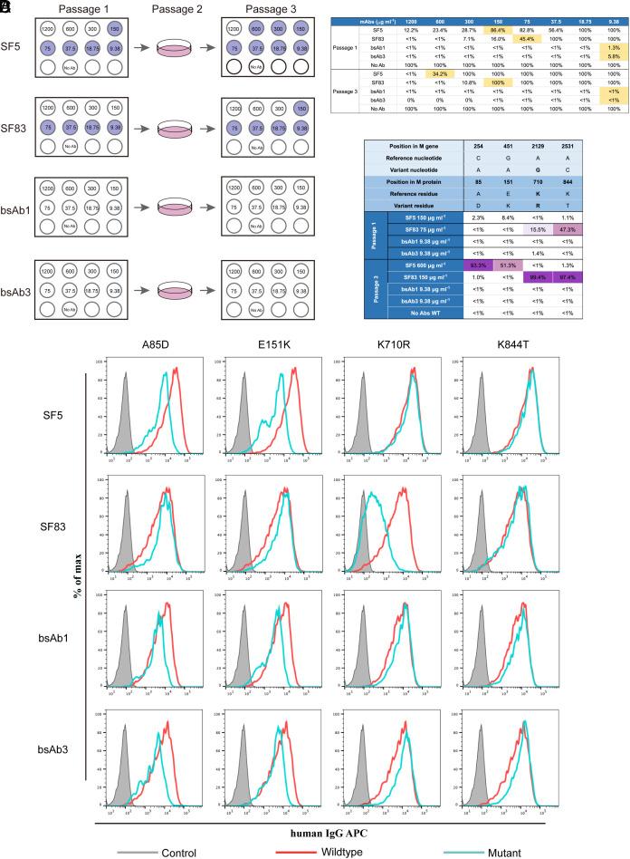 https://cdn.ncbi.nlm.nih.gov/pmc/blobs/322b/11181109/546f43b38f66/pnas.2400163121fig06.jpg