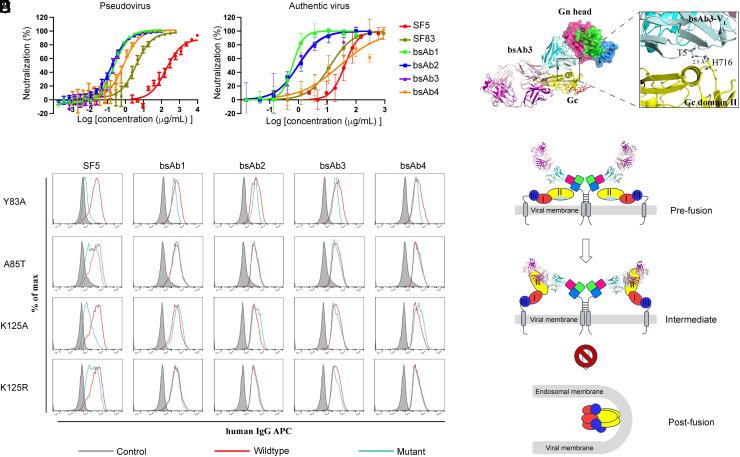 https://cdn.ncbi.nlm.nih.gov/pmc/blobs/322b/11181109/619df4d86530/pnas.2400163121fig04.jpg