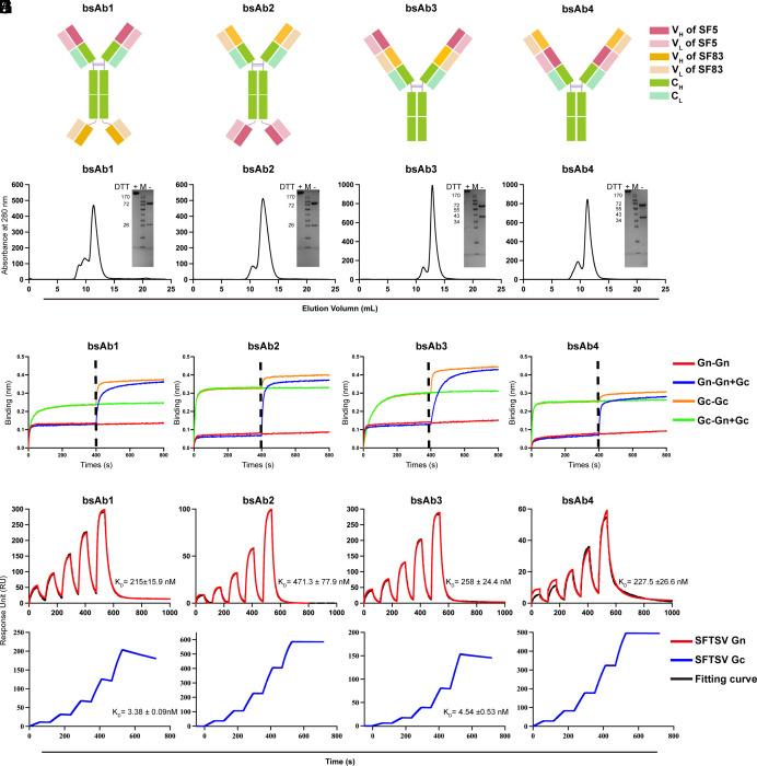 https://cdn.ncbi.nlm.nih.gov/pmc/blobs/322b/11181109/c5cea8c1167a/pnas.2400163121fig03.jpg