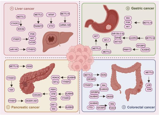 https://cdn.ncbi.nlm.nih.gov/pmc/blobs/322e/11254988/cd68ddcbe8b9/11010_2024_5040_Fig2_HTML.jpg