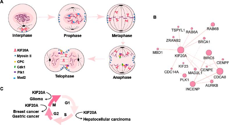 https://cdn.ncbi.nlm.nih.gov/pmc/blobs/3231/9925975/b4ba37318234/gr2.jpg
