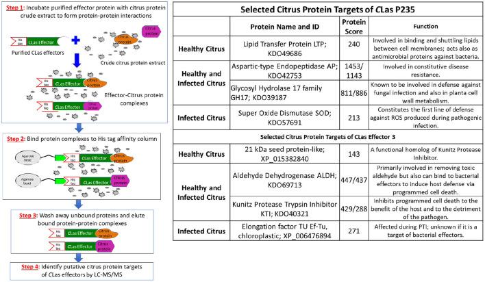https://cdn.ncbi.nlm.nih.gov/pmc/blobs/3232/9108871/dcd574b05811/fpls-13-869178-g0001.jpg