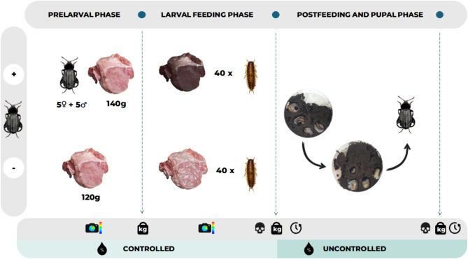 https://cdn.ncbi.nlm.nih.gov/pmc/blobs/3233/11903684/91511df76960/41598_2025_92196_Fig7_HTML.jpg