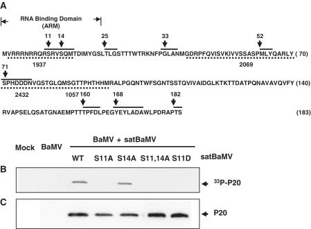 https://cdn.ncbi.nlm.nih.gov/pmc/blobs/3235/3258126/89268d6ae262/gkr705f2.jpg