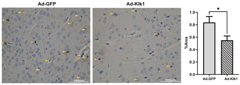 https://cdn.ncbi.nlm.nih.gov/pmc/blobs/3239/11432477/0211fa99787b/ijms-25-10080-g006.jpg