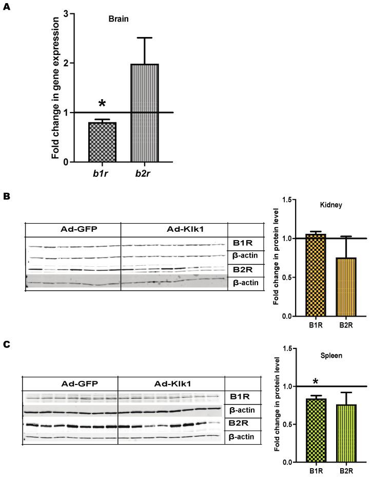 https://cdn.ncbi.nlm.nih.gov/pmc/blobs/3239/11432477/479c1d8b69a3/ijms-25-10080-g008.jpg