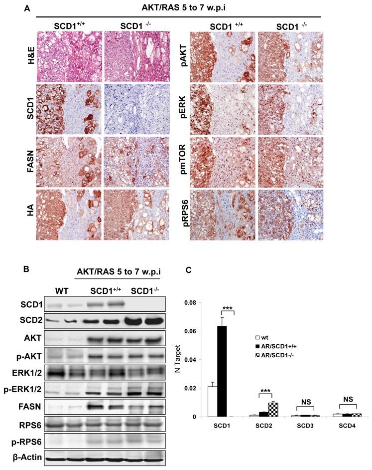 https://cdn.ncbi.nlm.nih.gov/pmc/blobs/323f/3777889/ba99fe9d5e7d/pone.0075104.g003.jpg