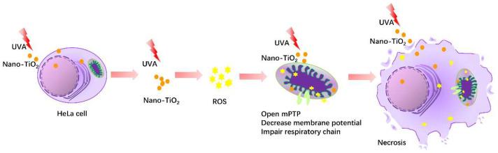 https://cdn.ncbi.nlm.nih.gov/pmc/blobs/323f/7602383/85418d409637/nanomaterials-10-02029-g007.jpg