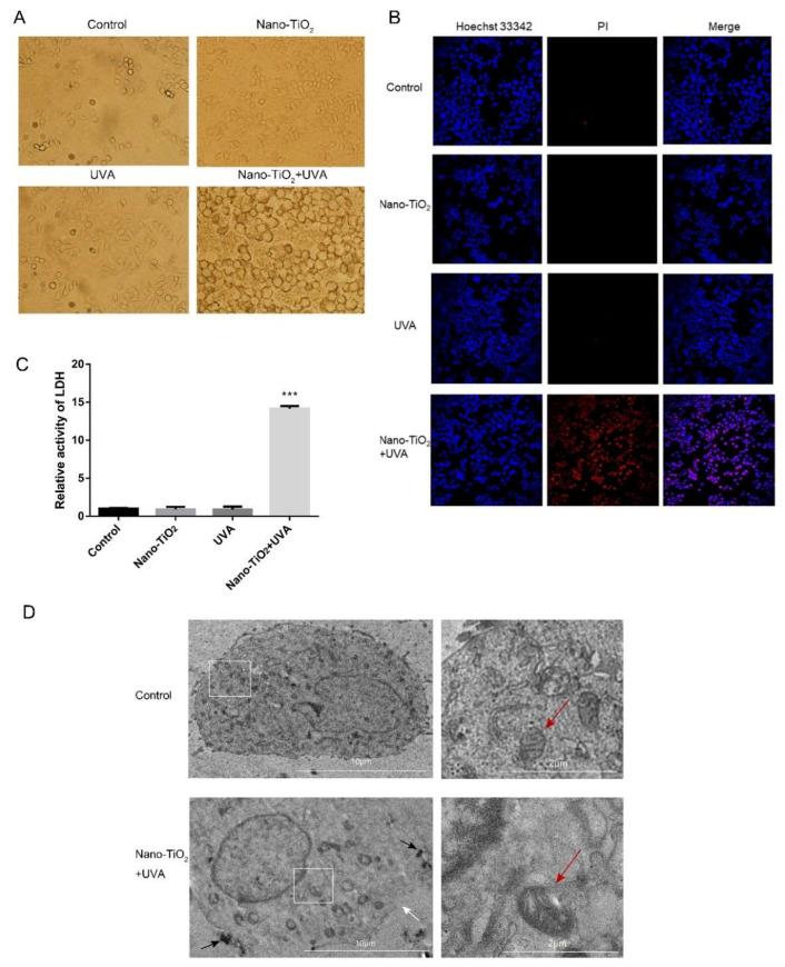 https://cdn.ncbi.nlm.nih.gov/pmc/blobs/323f/7602383/92dd0d7b3797/nanomaterials-10-02029-g003.jpg