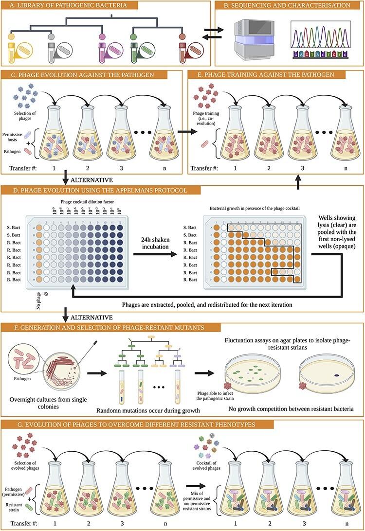 https://cdn.ncbi.nlm.nih.gov/pmc/blobs/324a/10868562/70f05050b462/veae007f1.jpg