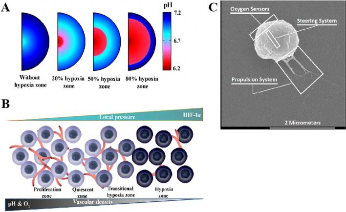 https://cdn.ncbi.nlm.nih.gov/pmc/blobs/324d/10347767/1ebcf241230a/13045_2023_1463_Fig7_HTML.jpg