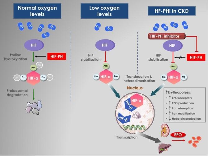 https://cdn.ncbi.nlm.nih.gov/pmc/blobs/3251/11427073/52627039489d/gfae075fig1.jpg