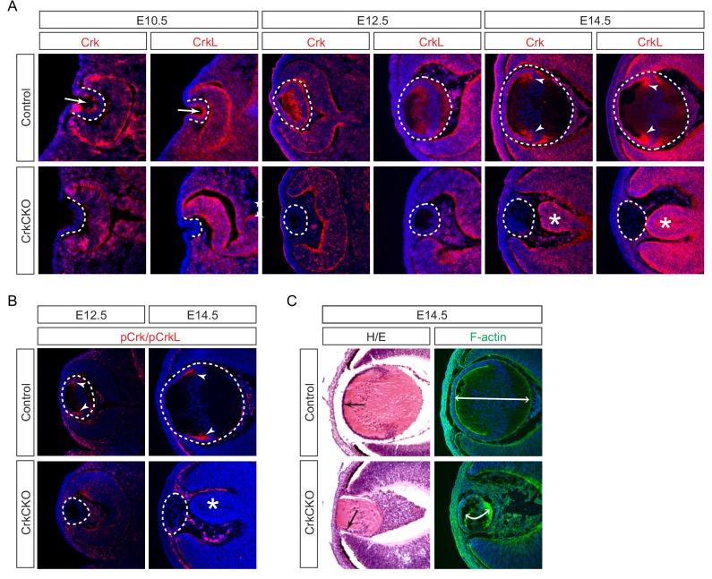 https://cdn.ncbi.nlm.nih.gov/pmc/blobs/3254/5818251/0f52a4674d6e/elife-32586-fig1.jpg