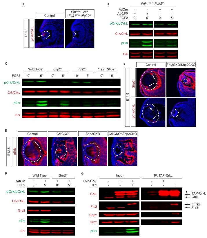 https://cdn.ncbi.nlm.nih.gov/pmc/blobs/3254/5818251/5749689acd48/elife-32586-fig5.jpg