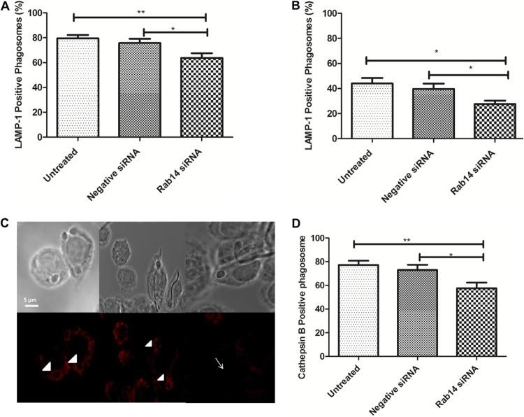 https://cdn.ncbi.nlm.nih.gov/pmc/blobs/3257/4363425/dfe03cba9521/zii9990911590008.jpg