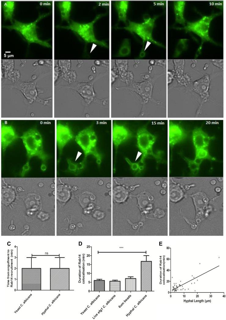 https://cdn.ncbi.nlm.nih.gov/pmc/blobs/3257/4363425/faa838da3f05/zii9990911590001.jpg