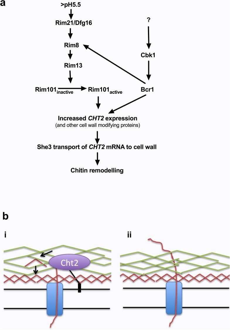 https://cdn.ncbi.nlm.nih.gov/pmc/blobs/3257/5456412/3c179258d77a/ppat.1006403.g012.jpg